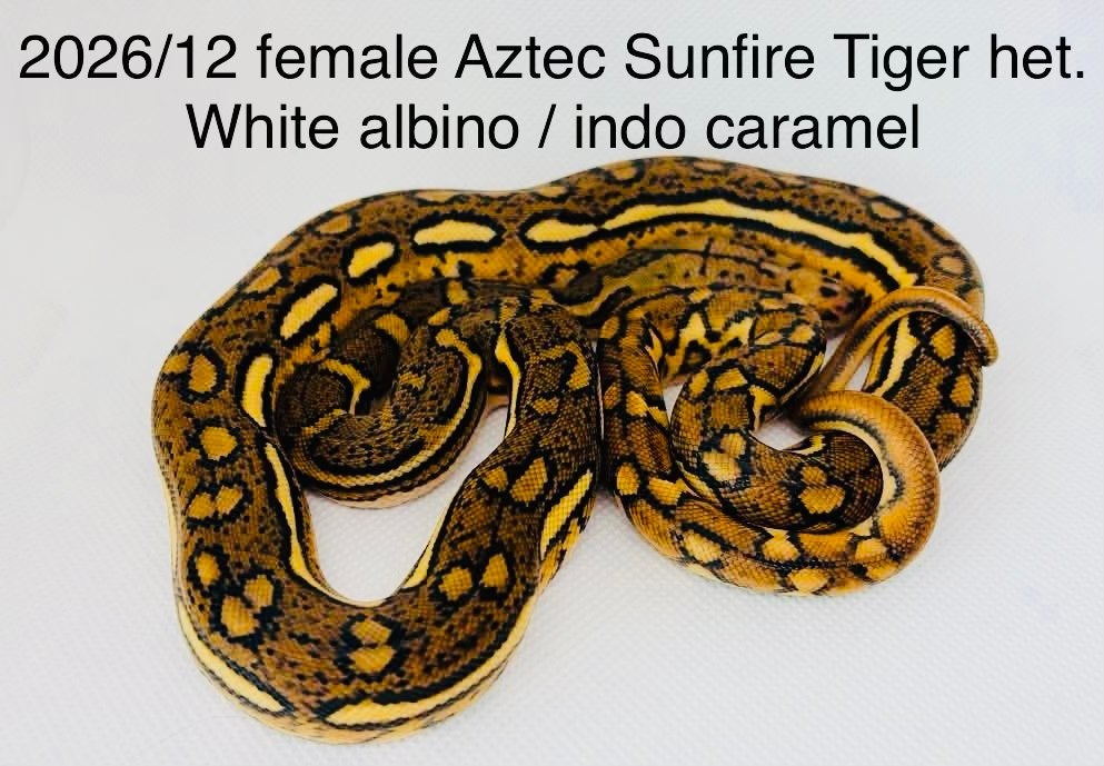 Nakweek Python Reticulatus Reticulated Python photo 8