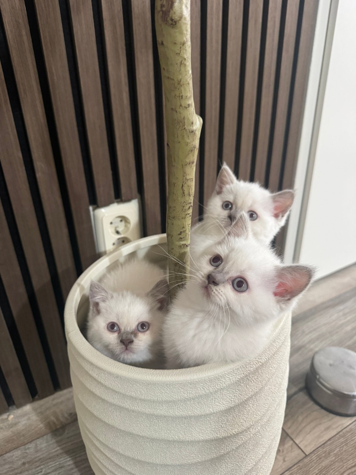 Brits korthaar kittens, Meerdere dieren