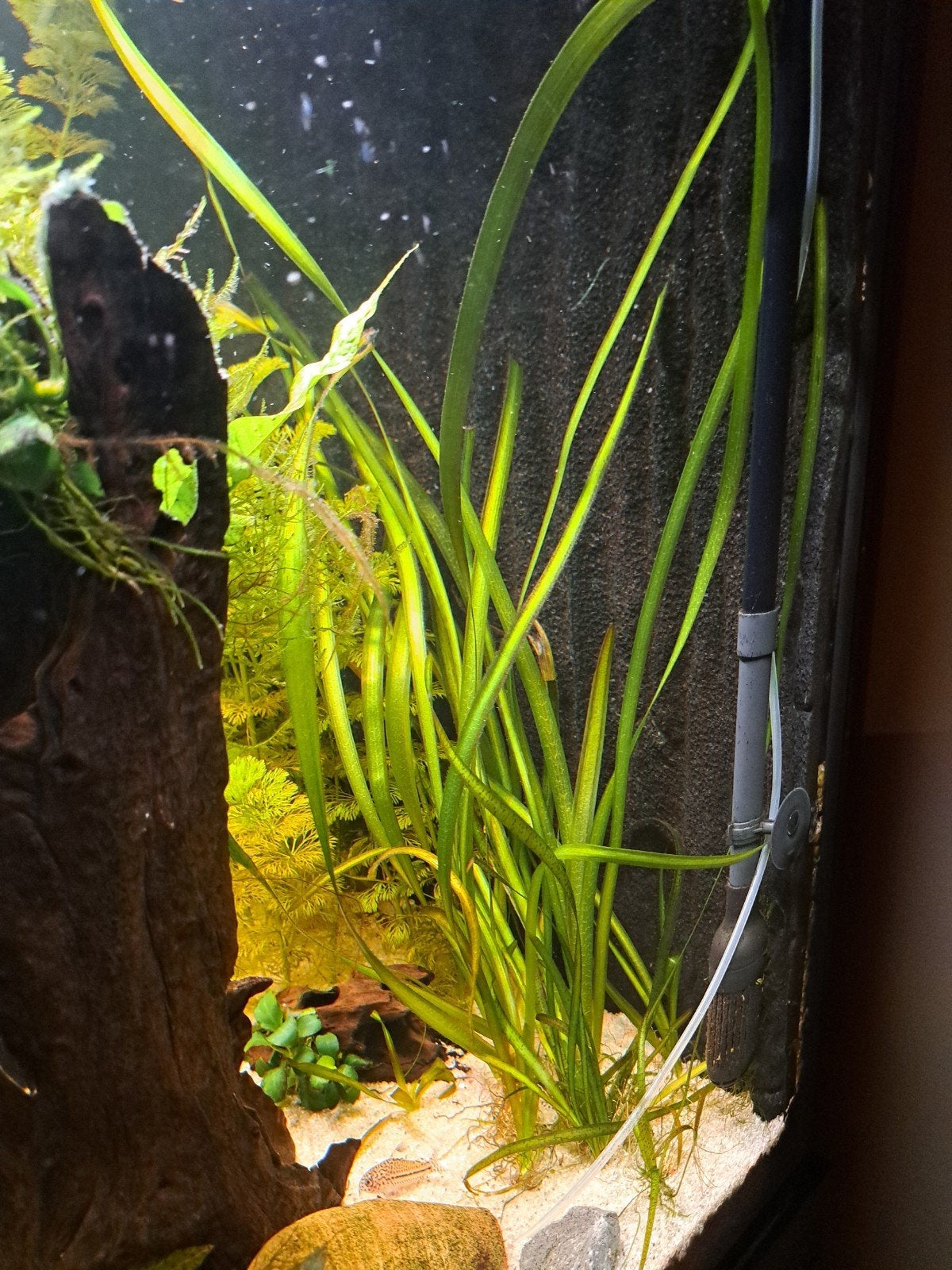 Aquariumplanten zoet water!, Dieren en Toebehoren, Ophalen of Verzenden