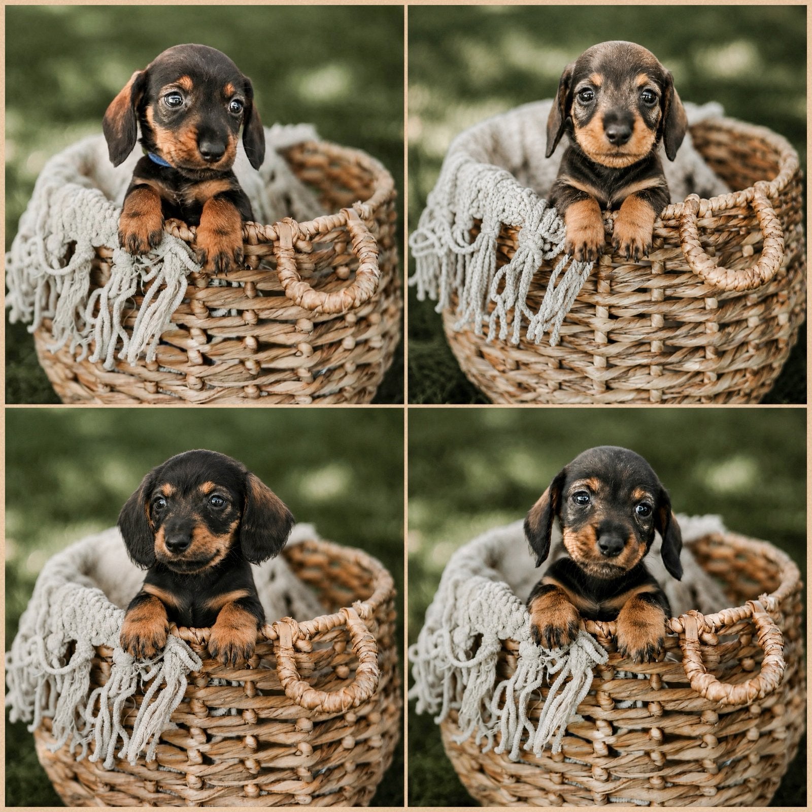❤️de allerliefste ruwharige teckel pups❤️, Kaninchen, 8 tot 15 weken, Parvo, Meerdere