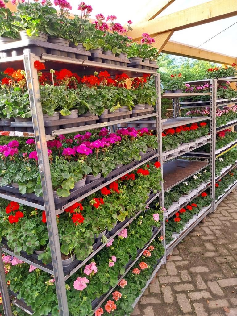 Diverse Geranium Planten - Kleurrijk voor Tuin & Balkon, Ophalen, Overige soorten, Volle zon