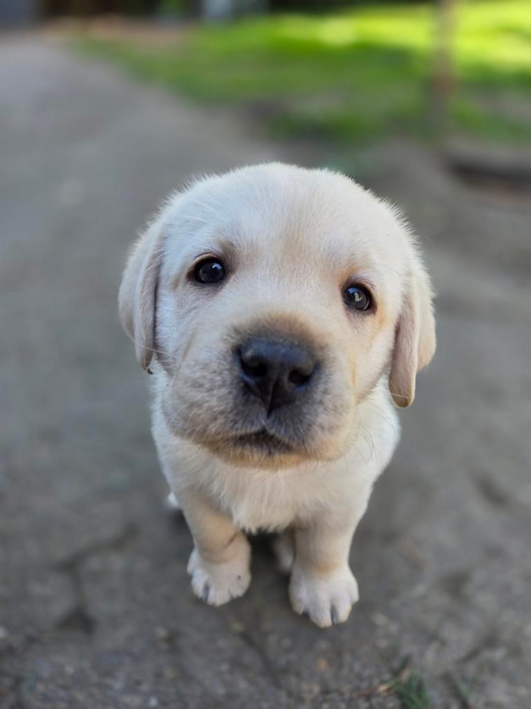 Nog 3 reuen beschikbaar, Parvo, Reu, 8 tot 15 weken, Labrador retriever