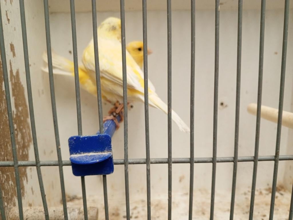 Landgraaf, Meerdere dieren, Kleurkanarie