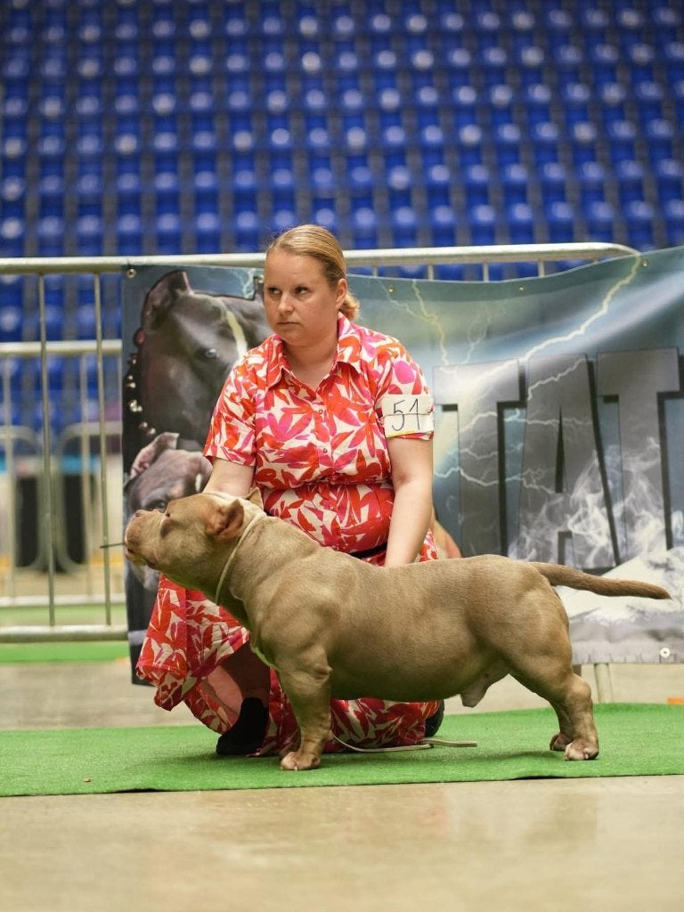 American Bully dekreu, Dieren en Toebehoren, België, Fokker | Hobbymatig, Reu, 1 tot 2 jaar