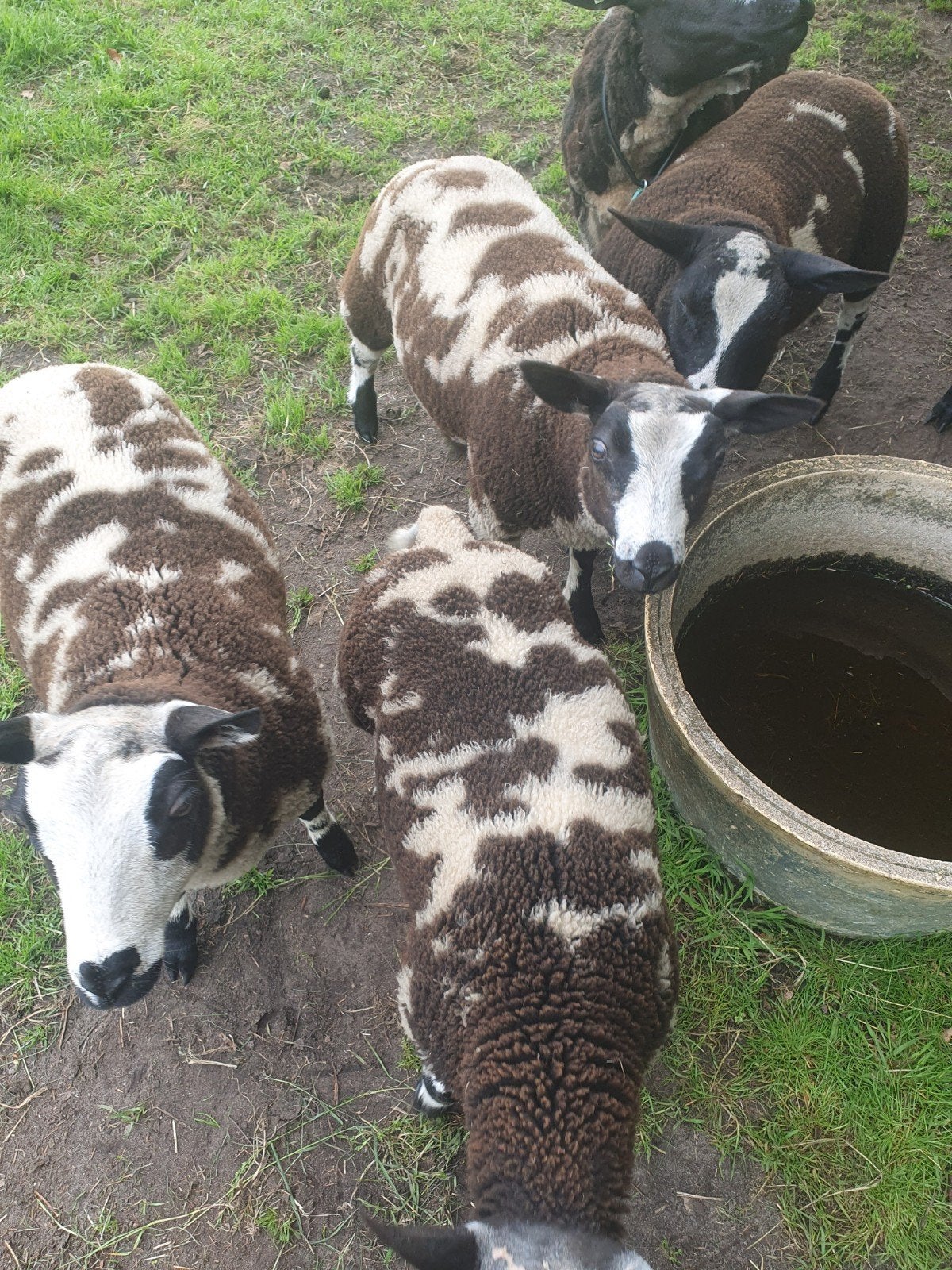 Bonte lammeren., Dieren en Toebehoren, Meerdere dieren, Schaap