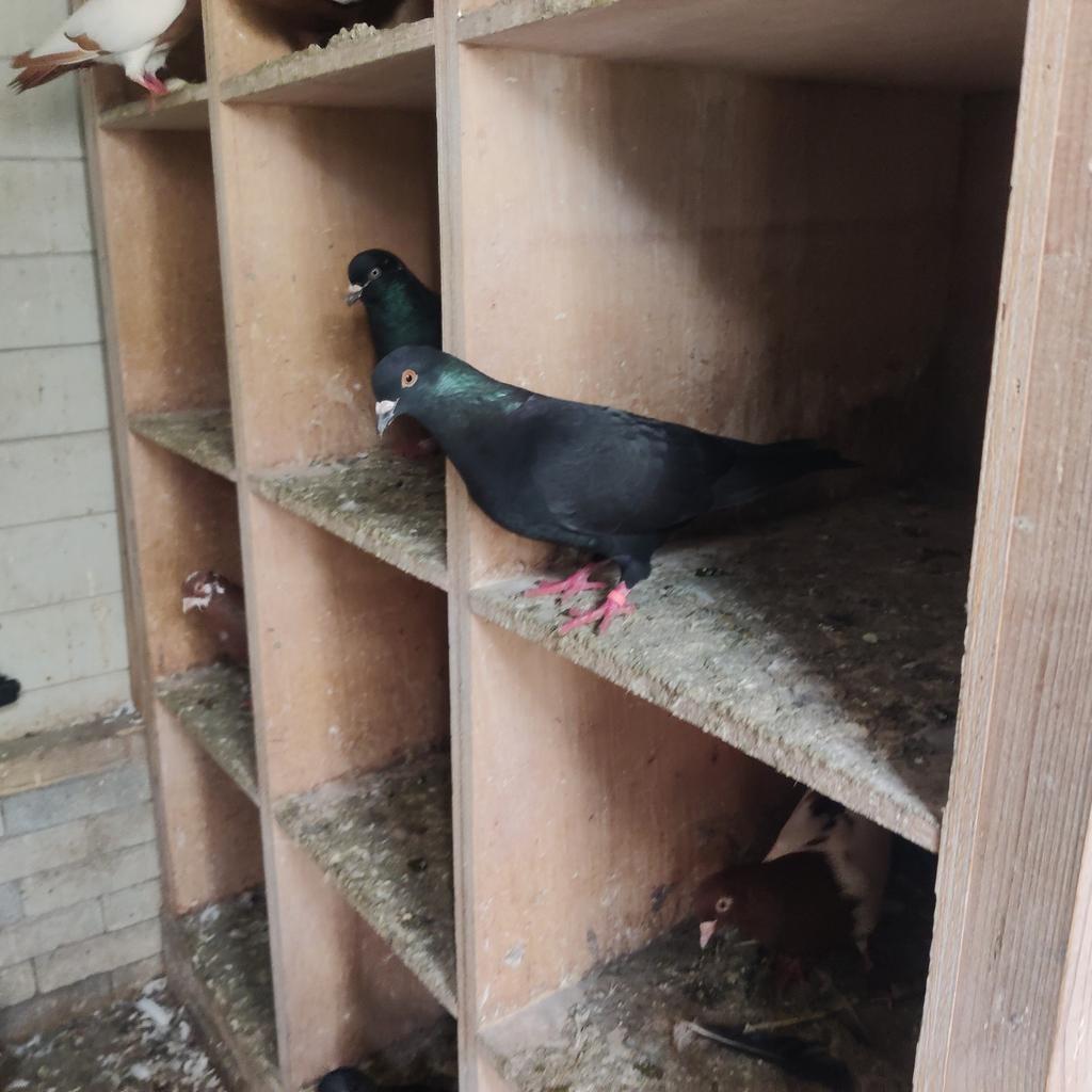 Zwarte Nederlandse Hoogvliet 2 stuks duivinnen, Dieren en Toebehoren, Vogels | Duiven, Meerdere dieren, Overige soorten