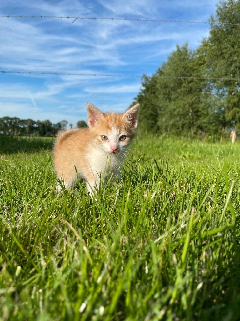 Europees korthaar kittens, Dieren en Toebehoren, Meerdere dieren, Kortharig, 0 tot 2 jaar