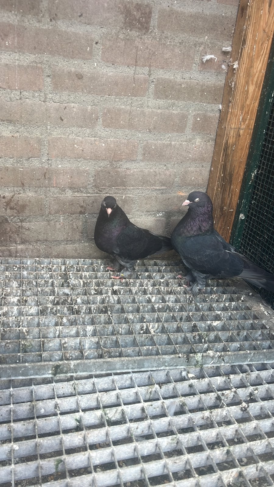 Takla, Dieren en Toebehoren, Tuimelaar of Roller