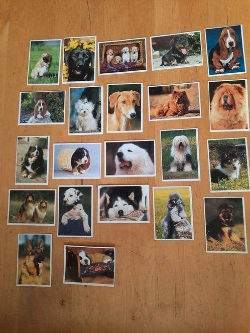 HONDEN & PUPPIES - 31 PANINI PLAATJES, Ophalen of Verzenden