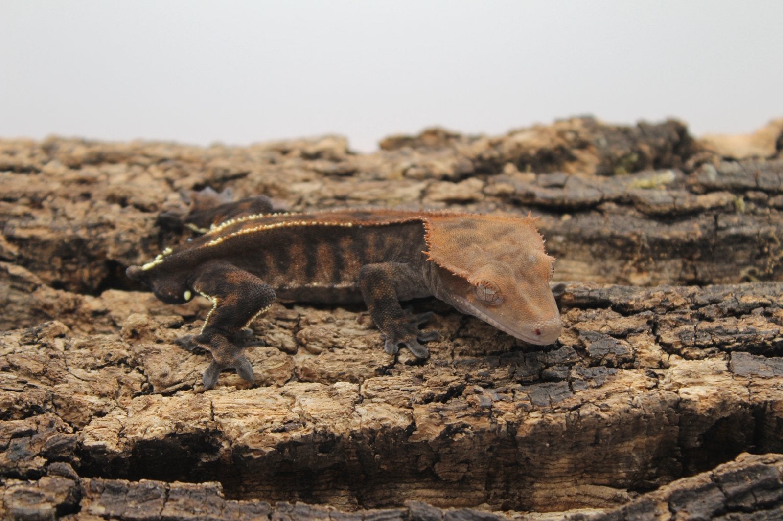 1.0 wimpergekko cappuccino, Dieren en Toebehoren, Hagedis, Tam, 0 tot 2 jaar