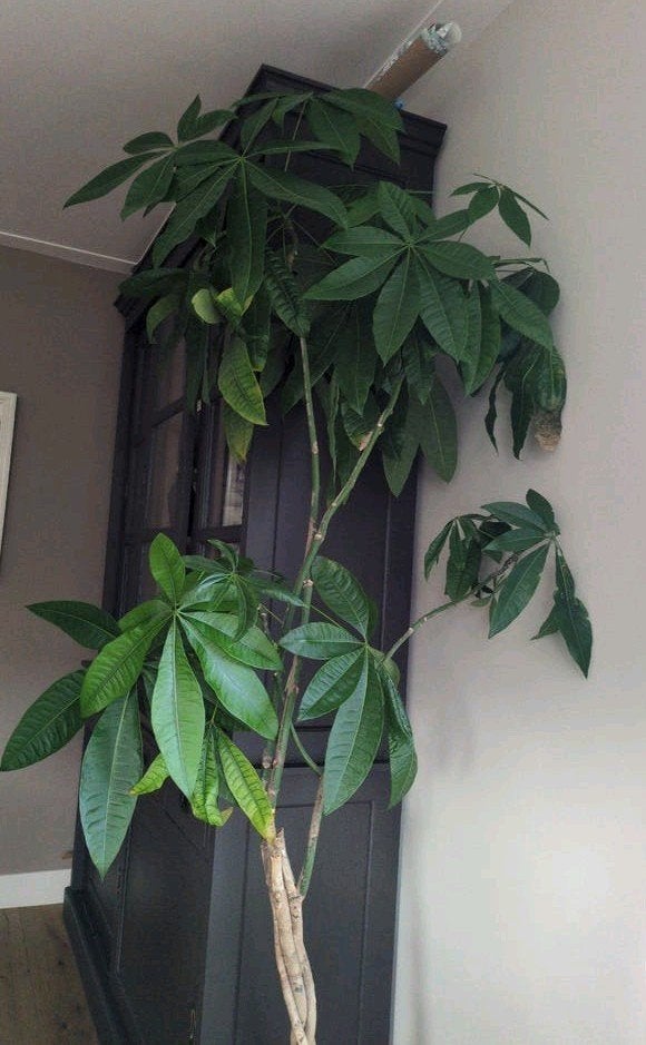 Grote Pachira Aquatica (geldboom) zonder pot, Ophalen, Overige soorten, Halfschaduw, 150 tot 200 cm