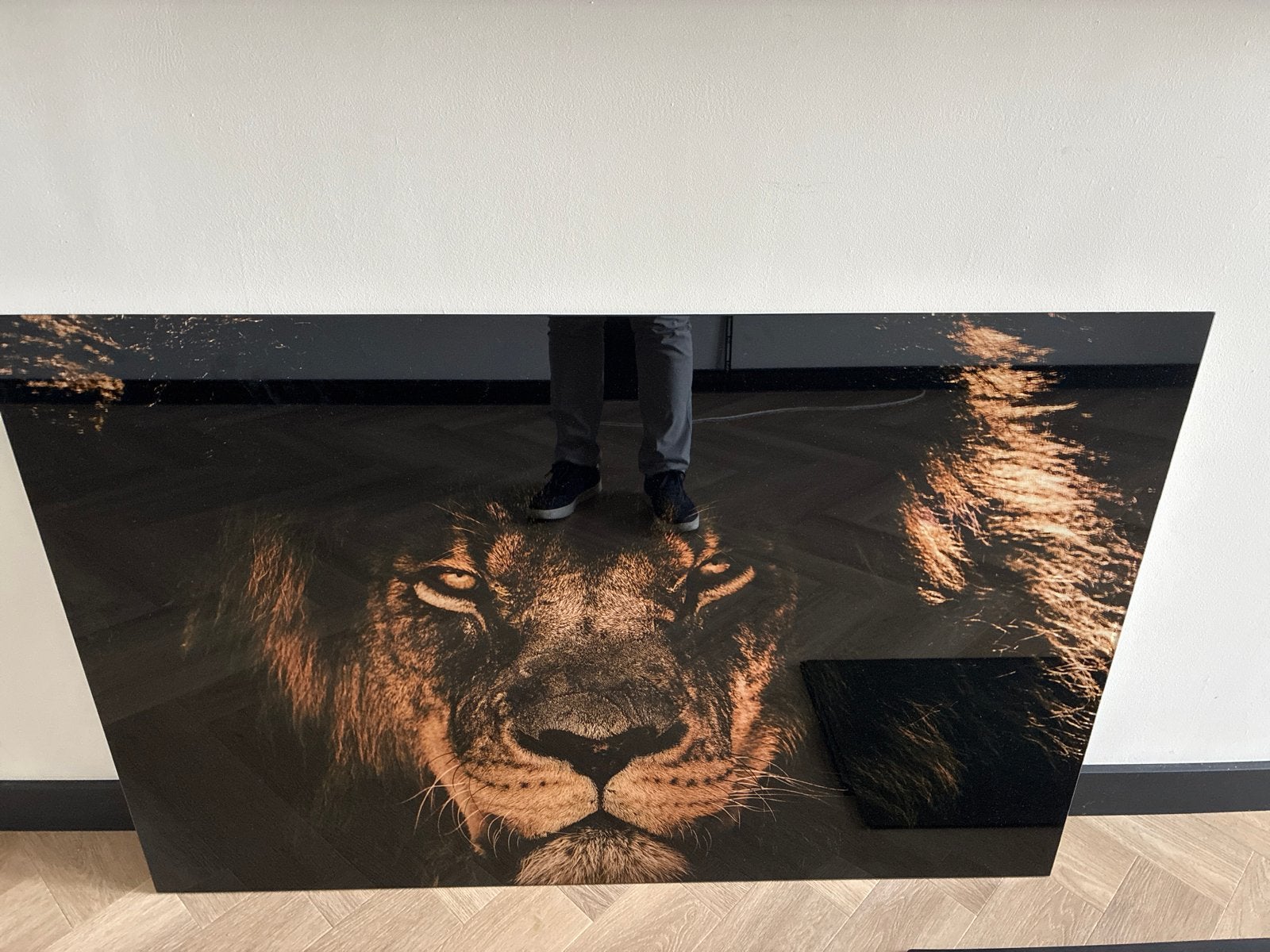Indrukwekkende Leeuwenprint op Plexiglas, 50 – 75, Ophalen of Verzenden, 100 tot 125 cm, Print