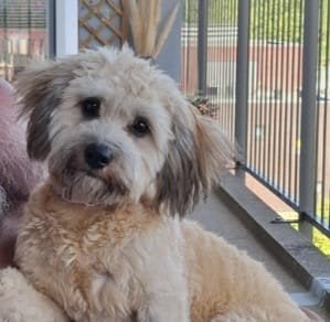 Wegens omstandigheden Boomer 8 maanden Teefje, 15 weken tot 1 jaar, Teef, Parvo, Eén hond