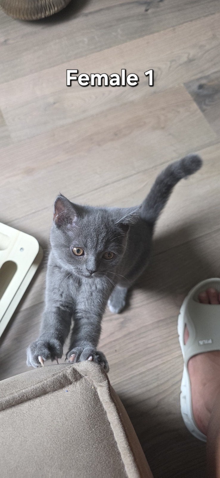 Prachtige Britse Korthaar kittens – Gevaccineerd & Ontwormd, Meerdere dieren, Ontwormd