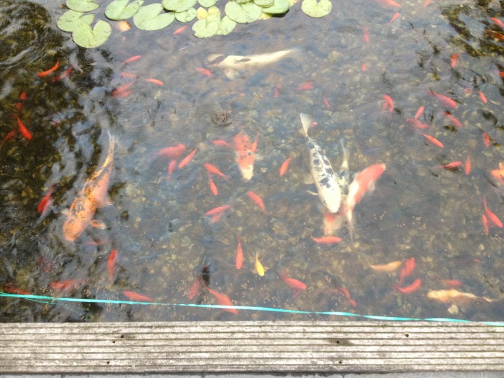 Koi karpers te koop – groot en klein – diverse kleuren, Karper of Koi