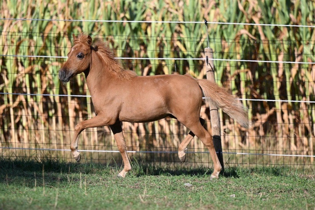 AMHA / NMPRS minipaarden, Merrie, Met stamboom, 0 tot 2 jaar