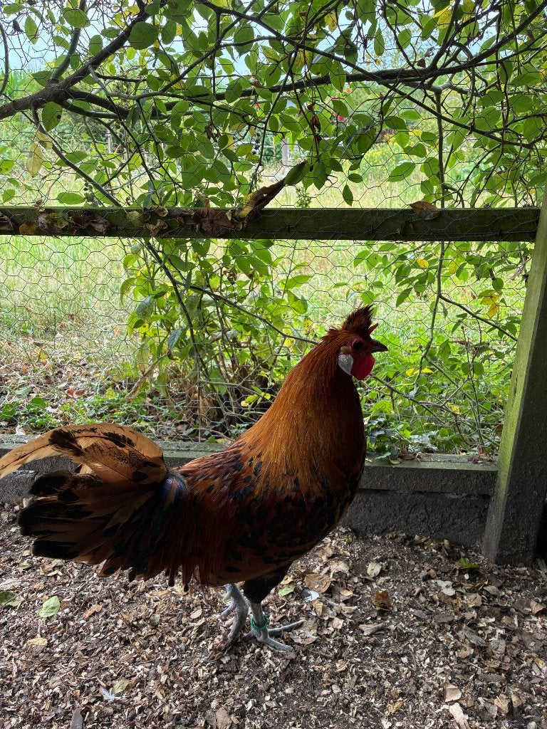 Appenzeller spitskuif hanen, Mannelijk, Kip