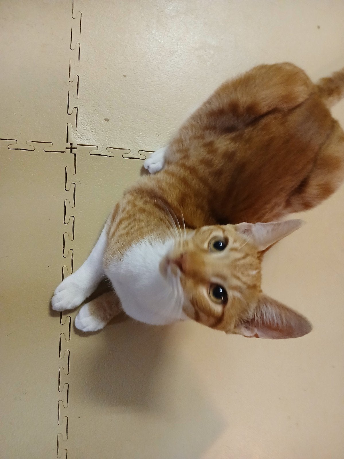kittens 4maanden, Dieren en Toebehoren, Katten en Kittens | Overige Katten, Meerdere dieren, Kortharig, 0 tot 2 jaar