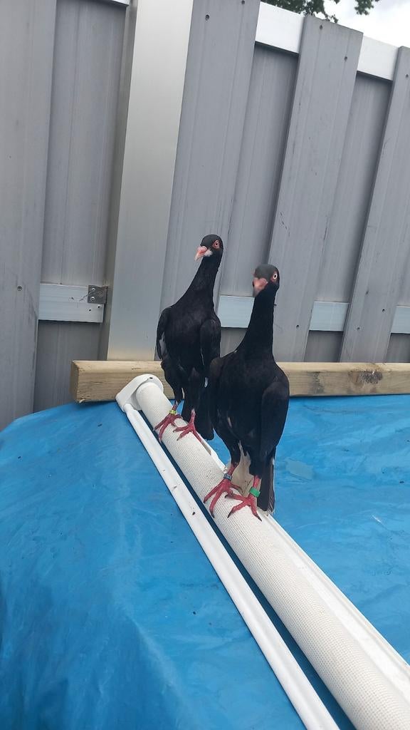 Zwart gekleurde Koppel duiven, Dieren en Toebehoren, Meerdere dieren