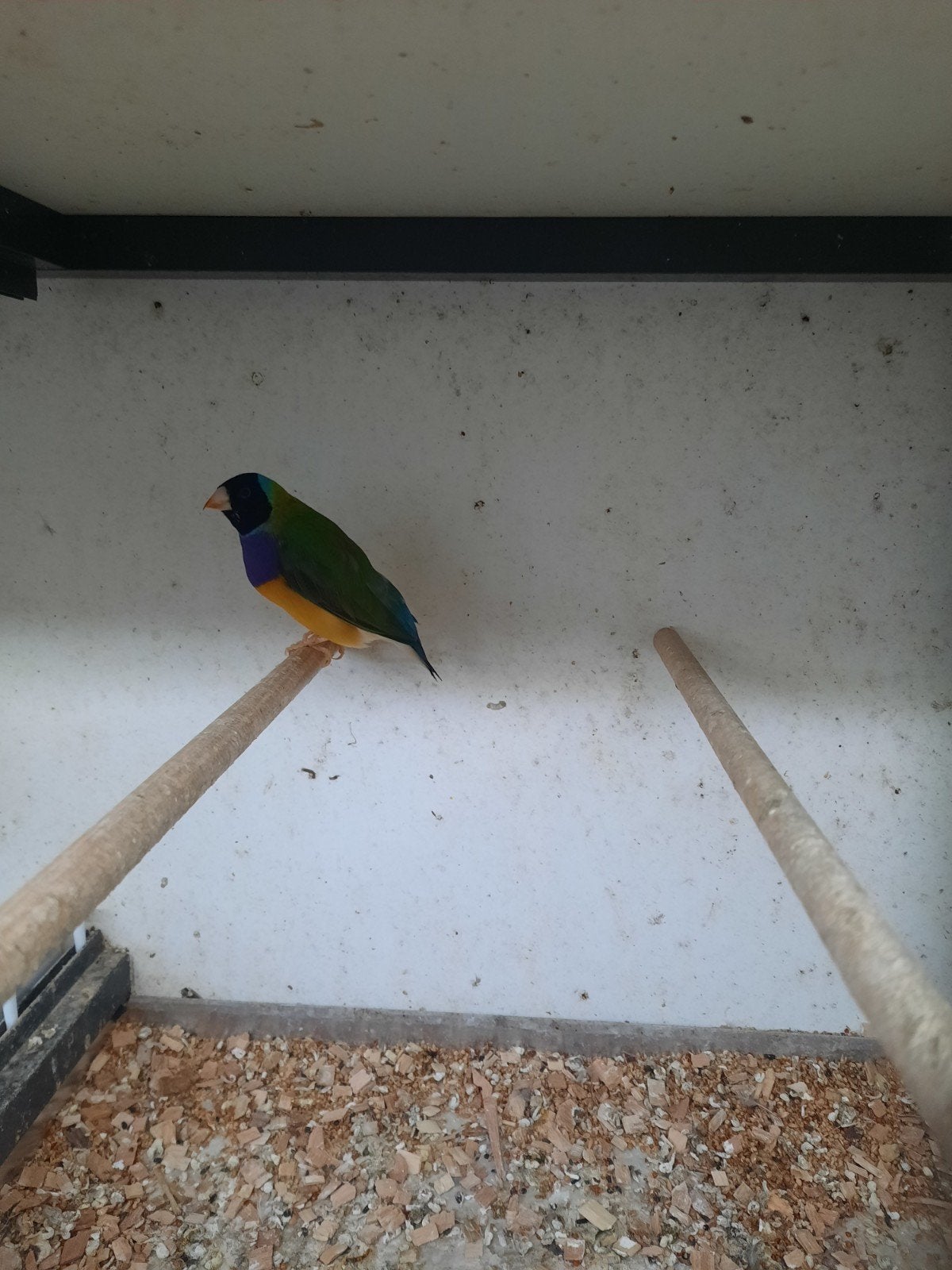Gouldamadine Mannen, Mannelijk, Tropenvogel, Geringd