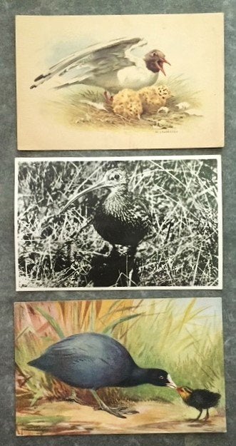 Ansicht Vogels Kapmeeuw Wulp Meerkoet, Verzamelen, Ophalen of Verzenden, 1940 tot 1960, Gelopen, Vogel