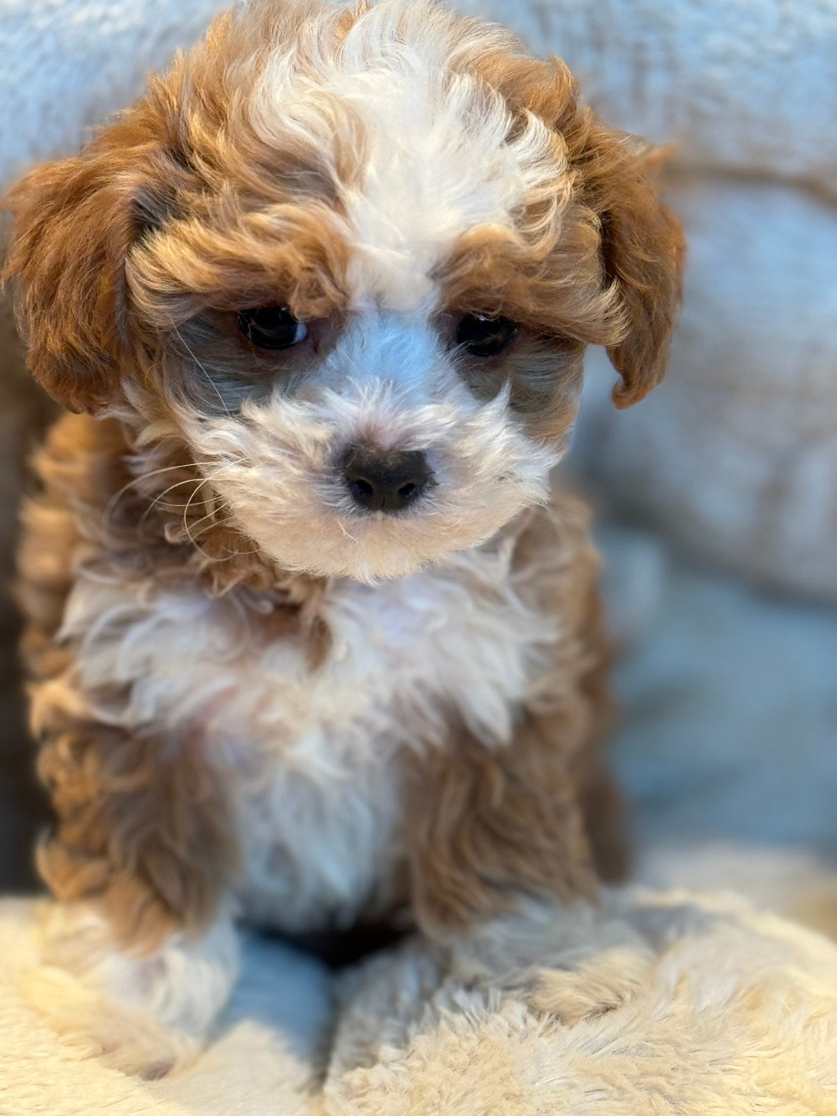 Beeldschone mini Maltipoo pups! Meerdere kleuren