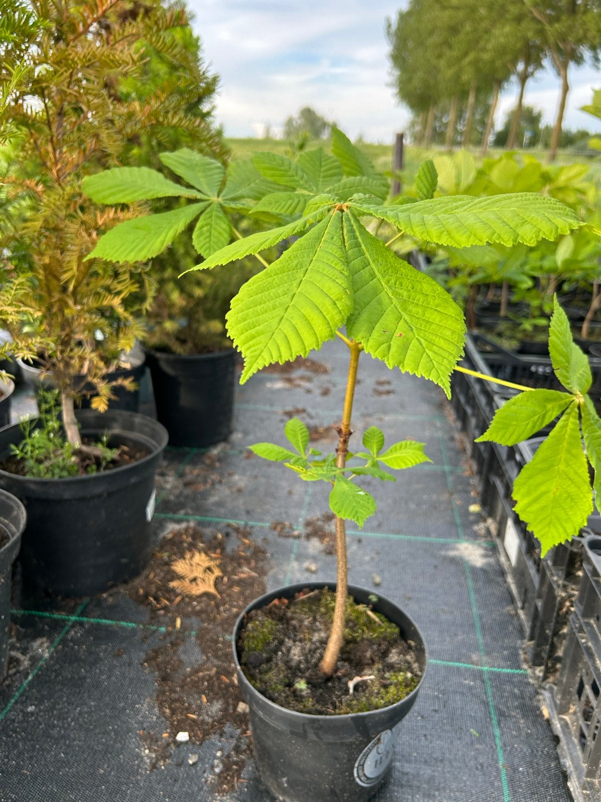 Kastanje boompjes - Paardenkastanje, Aesculus., Tuin en Terras, Planten | Bomen, Overige soorten, Lente, Minder dan 100 cm, Ophalen
