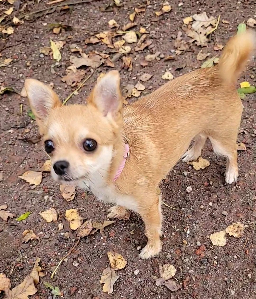 Lieve Chihuahua van 5 jaar zoekt liefdevol thuis, Ophalen, Hond