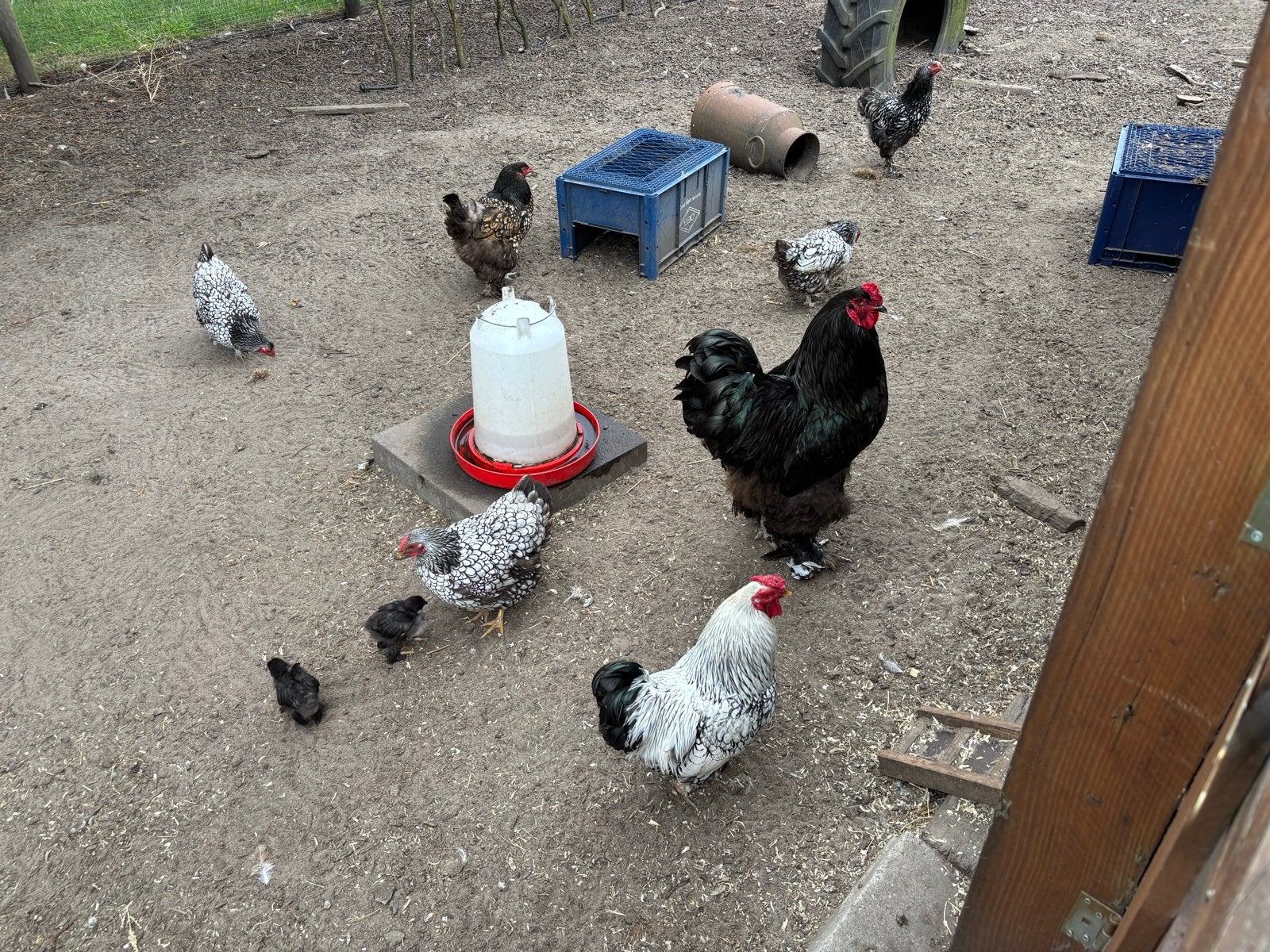 Trio wyandotte kriel, Dieren en Toebehoren, Pluimvee, Meerdere dieren, Kip
