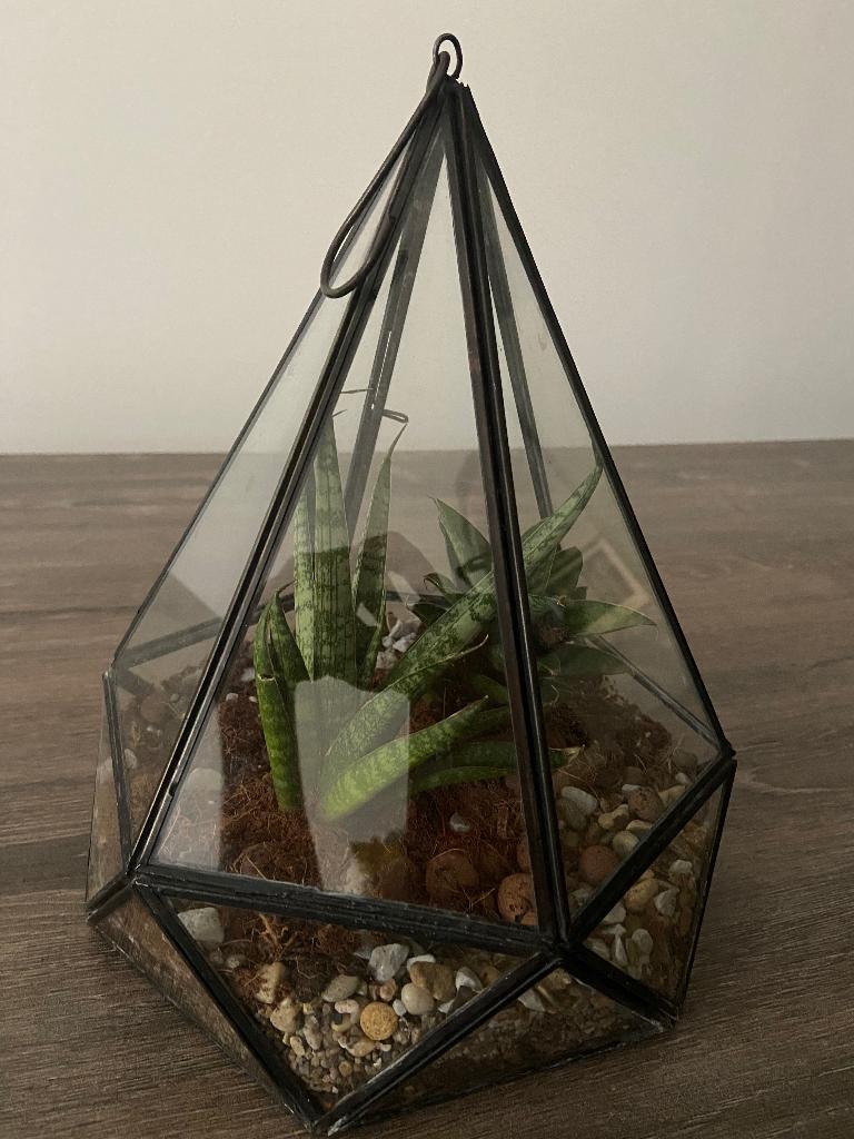 Plantje in glazen kastje, Ophalen, Overige soorten, Halfschaduw, Minder dan 100 cm