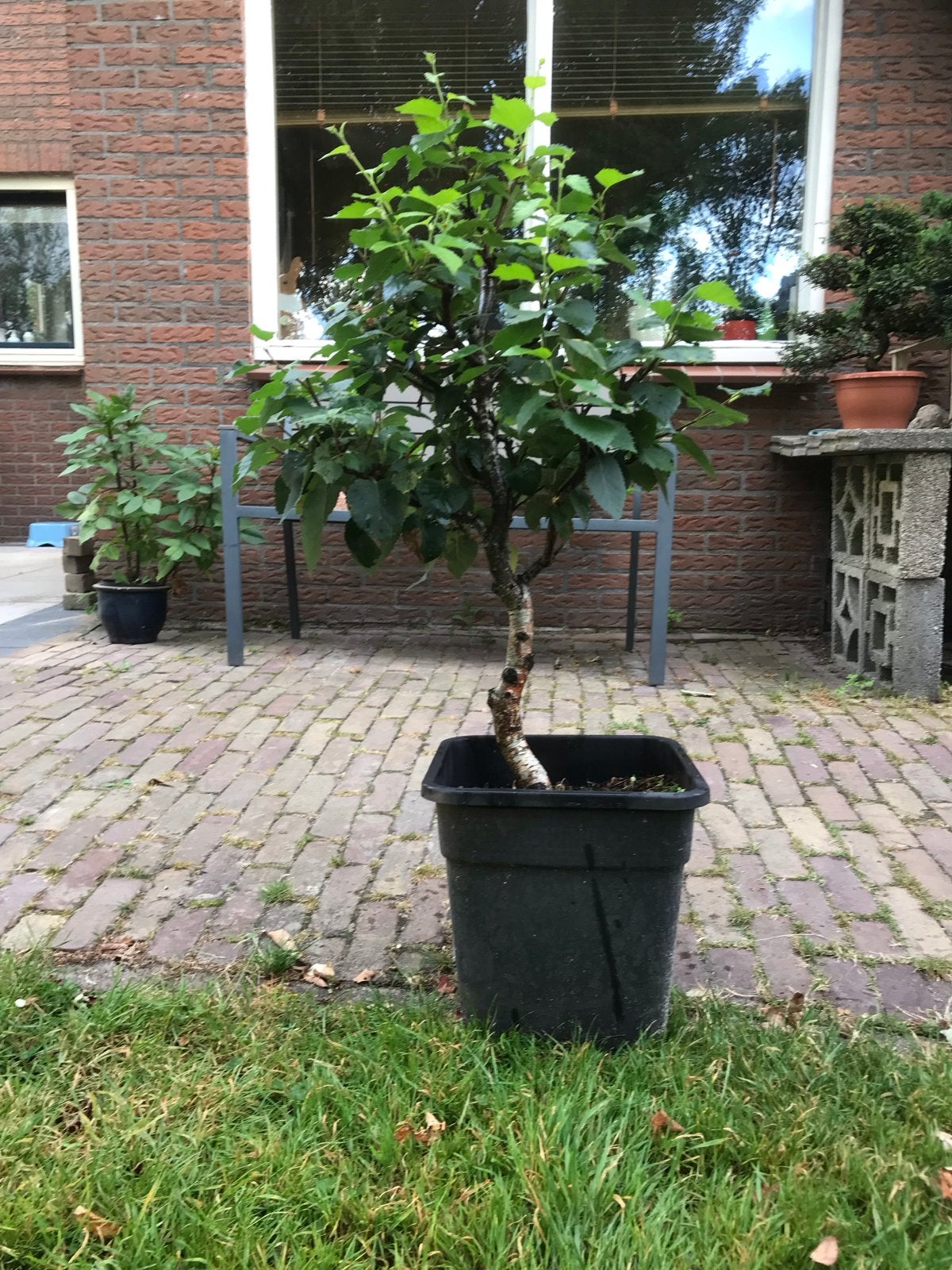 Jonge berk in pot - Ideaal voor tuin of terras/bonsai, Volle zon, Vaste plant, Lente, Ophalen