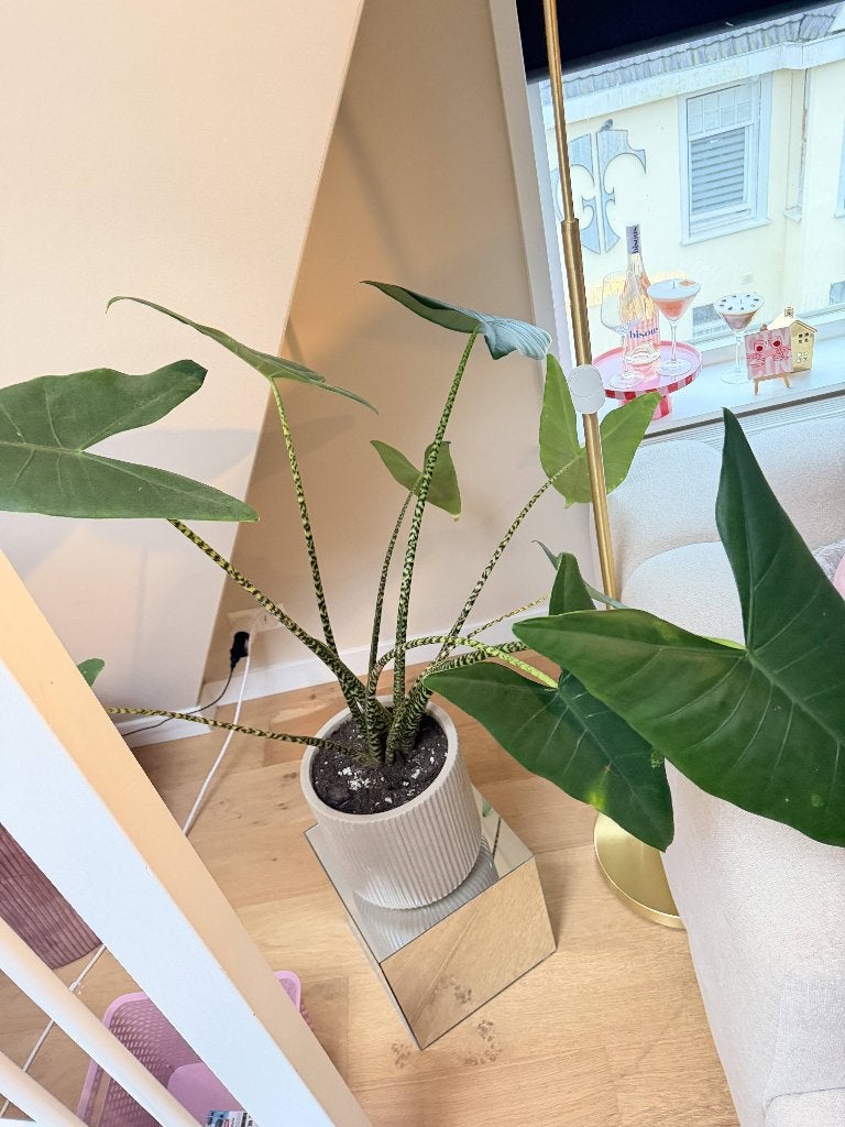 Mooie Alocasia Zebrina (Zebraplant) - Verschillende maten!, Ophalen, Overige soorten, Halfschaduw, In pot