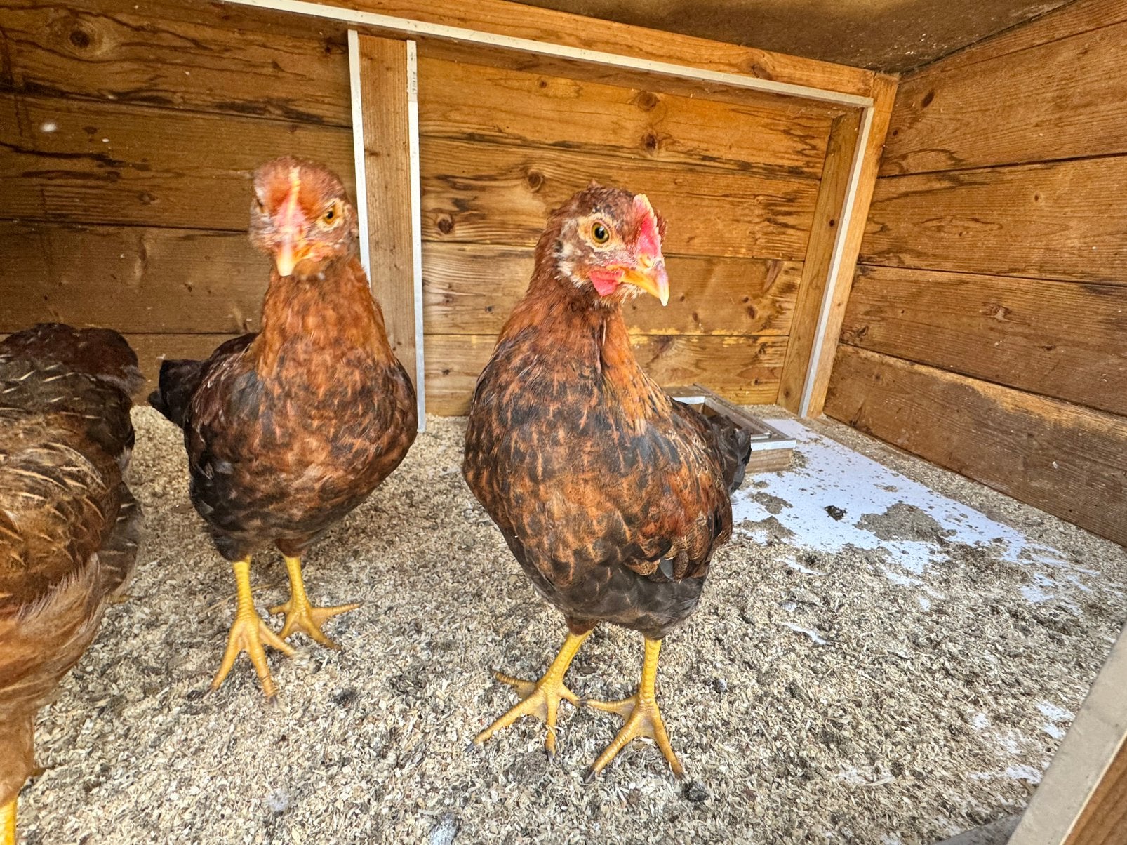 GRATIS hanen, Dieren en Toebehoren, Pluimvee, Mannelijk, Kip