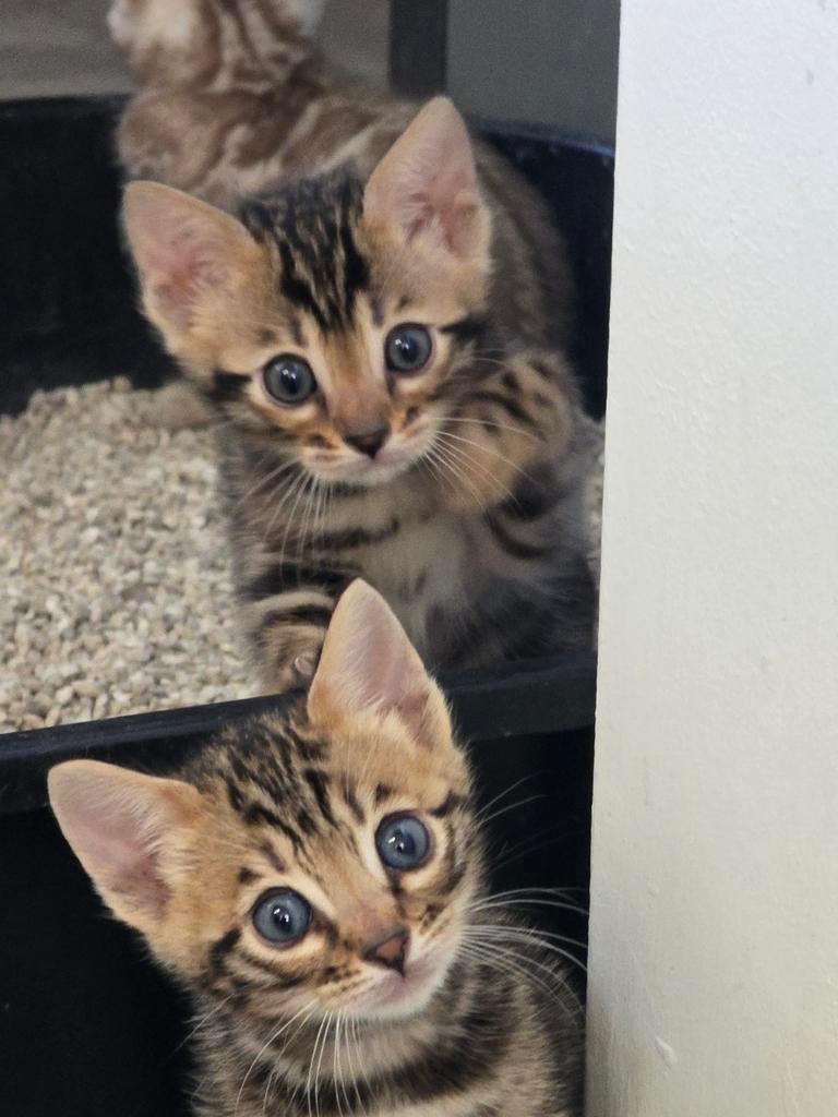 Ras zuivere Bengaal kittens met stamboom