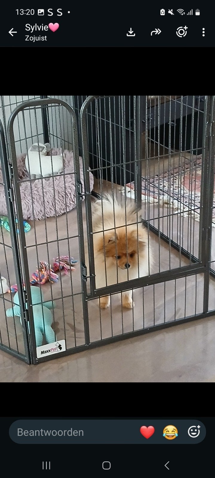 puppyren maxxpet, Ophalen, Zo goed als nieuw, 110 cm of meer, Minder dan 65 cm