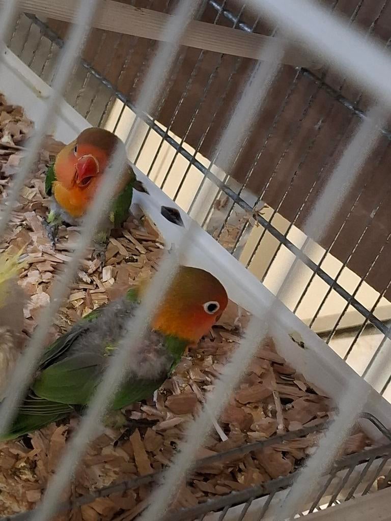 Agaporniden agapornis 9 weken oud, Dieren en Toebehoren, Geslacht onbekend, Dwergpapegaai of Agapornis
