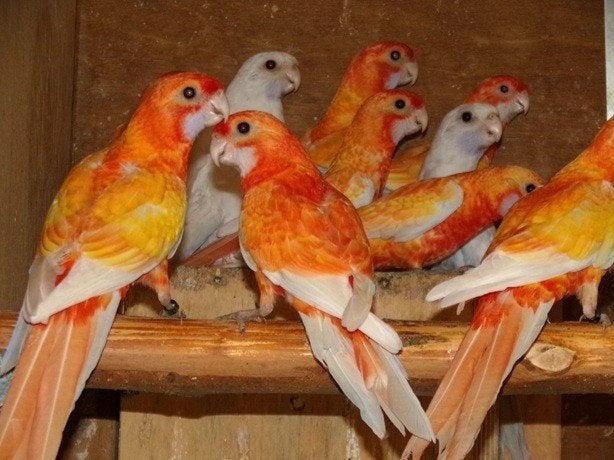 Parkieten  PENANTEN, Meerdere dieren, Parkiet, Geringd