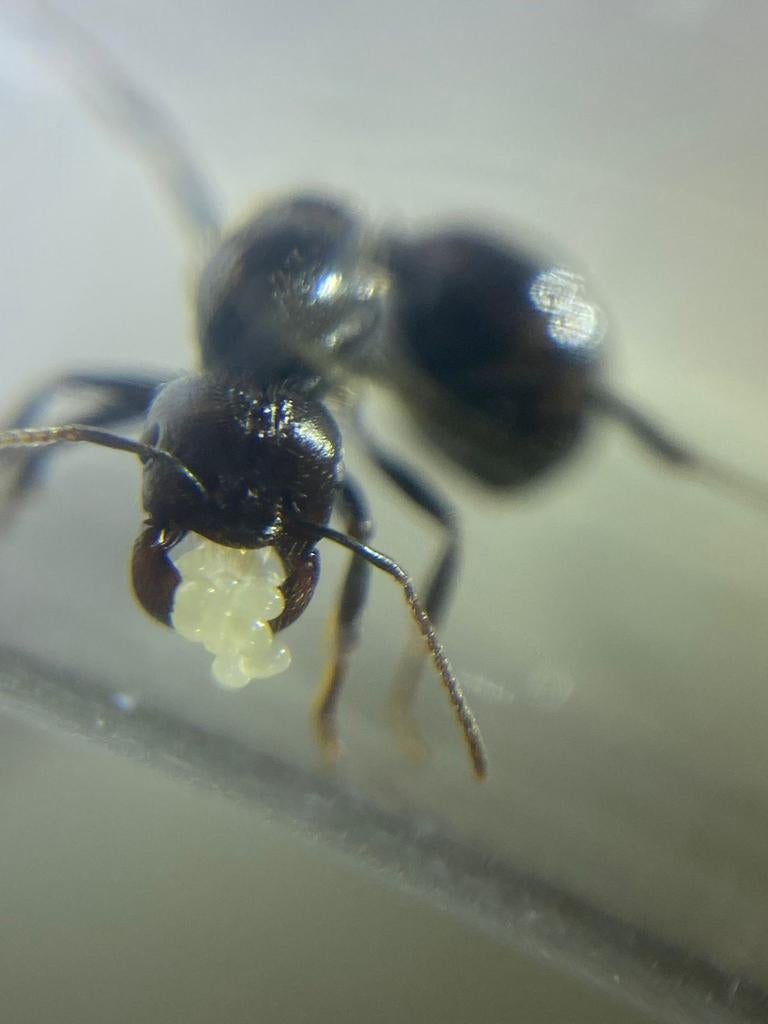 Messor barbarus koninginnen met eieren, Mieren