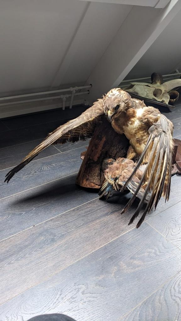 Opgezette buizerd met prooi, Verzamelen, Dierenverzamelingen, Ophalen, Gebruikt, Vogel, Opgezet dier