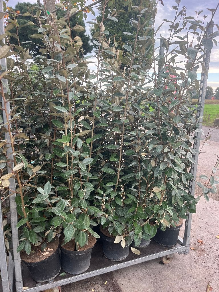 Nieuw, Olijfwilg, Elaeagnus +/- 140-160 cm hoog, mooi!!!, Ophalen of Verzenden, Overige soorten, Haag, 100 tot 250 cm