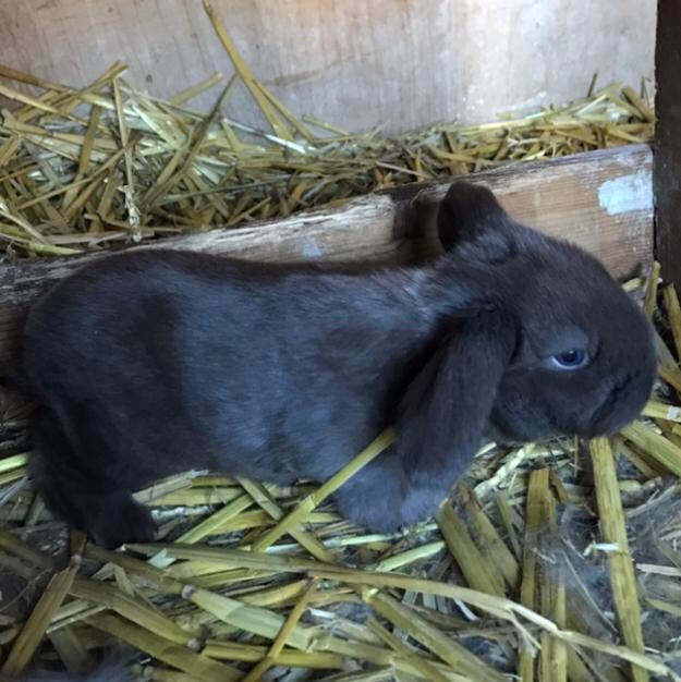 Fransehangoor, Dieren en Toebehoren, Konijnen, Mannelijk, Groot, Hangoor, 0 tot 2 jaar