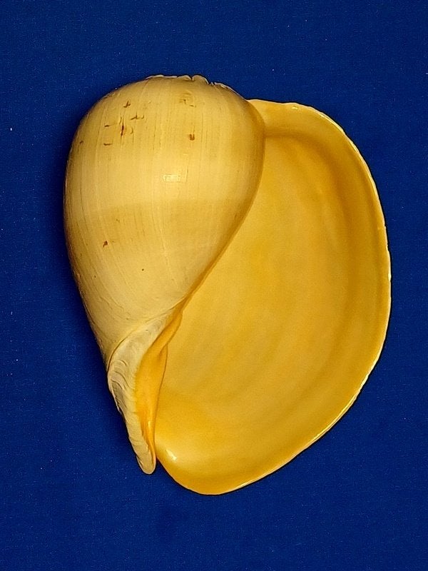 Schelpen, Melo broderipii, Ophalen of Verzenden, Schelp(en)