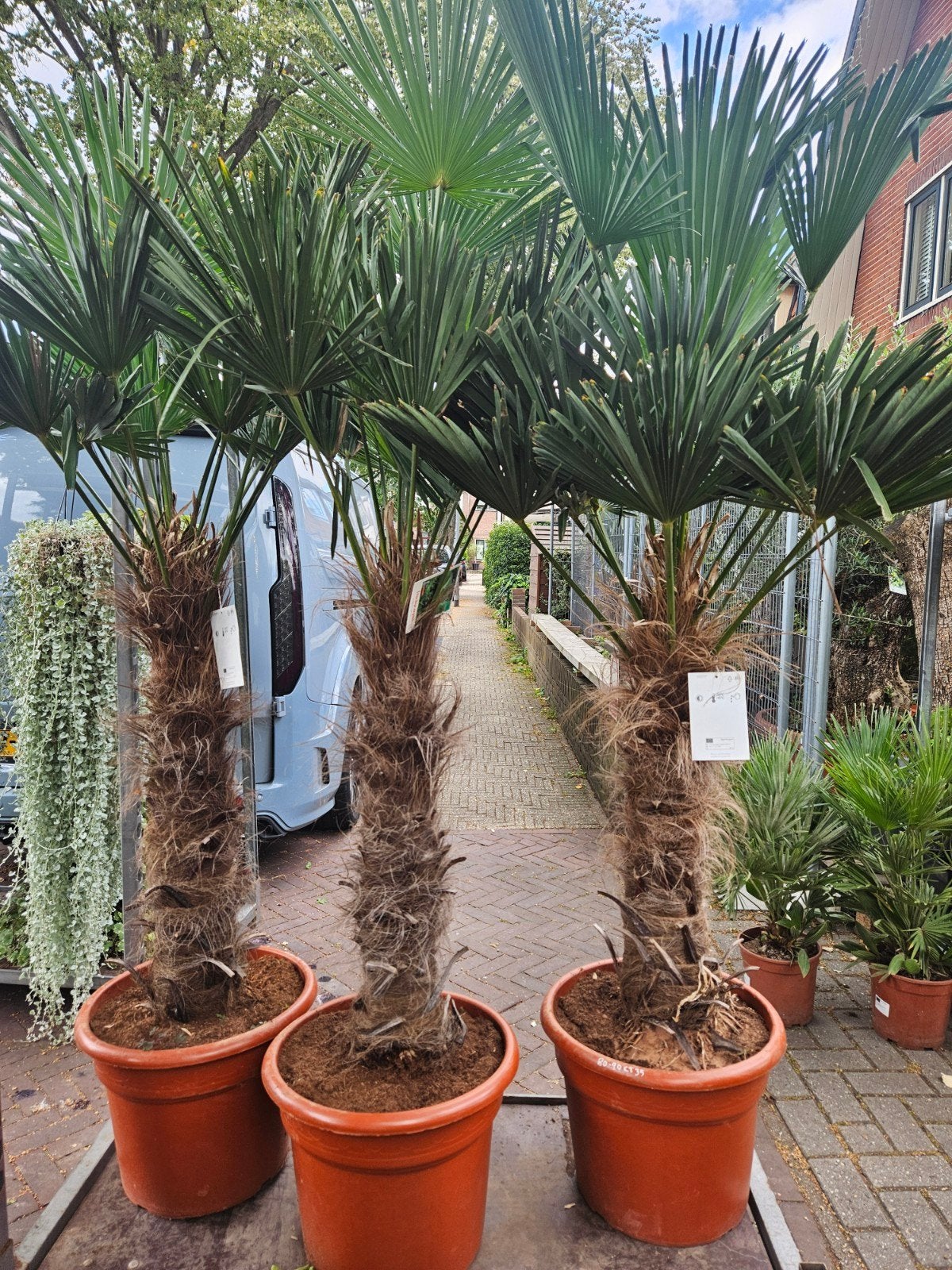 Winterharde palmen Wagnerianus of Fortunei, Volle zon, Ophalen of Verzenden, 100 tot 250 cm, Zomer