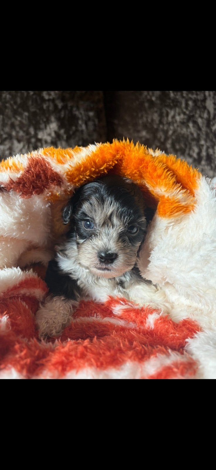 Mini Labradoodle, Parvo, 8 tot 15 weken, Meerdere, Nederland