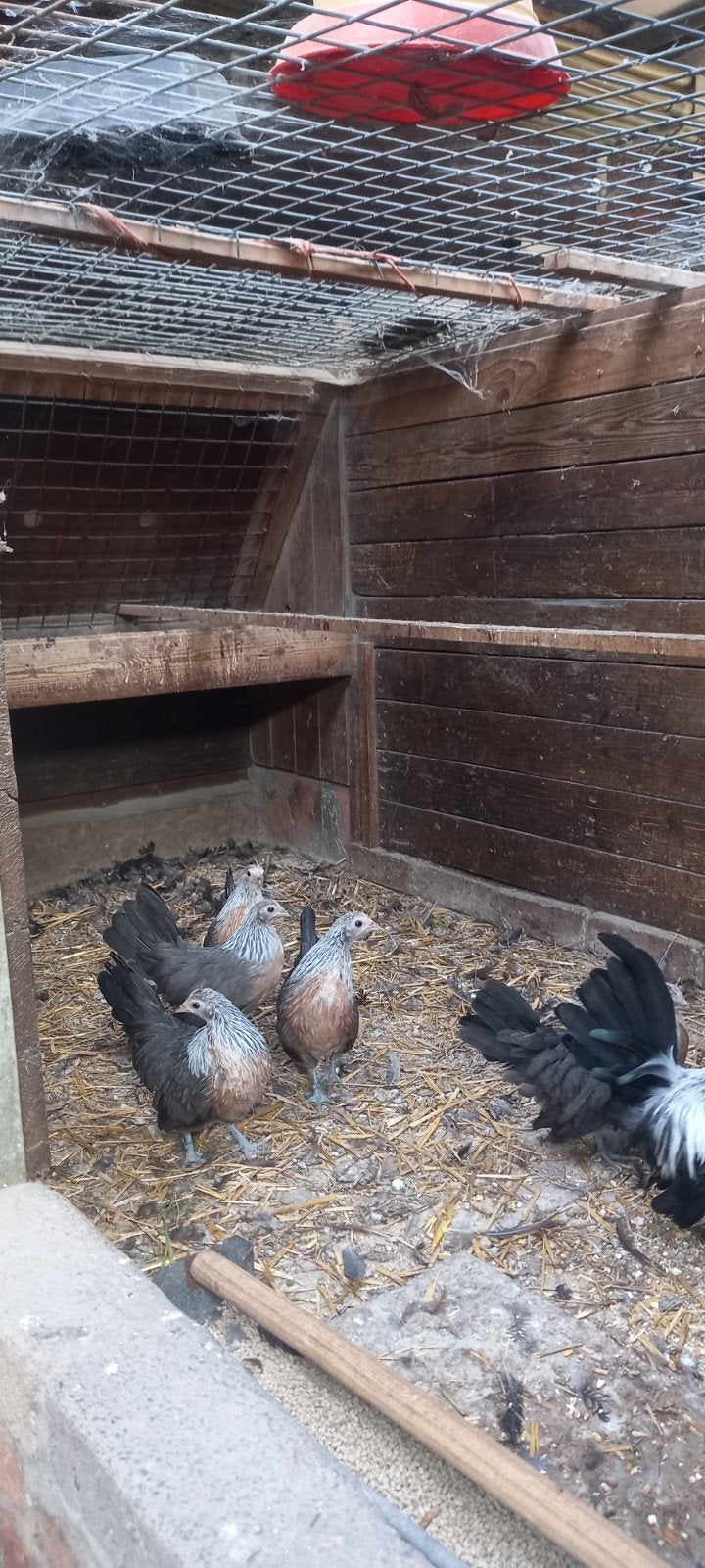 Hollandse zilverpatrijs krielen, Dieren en Toebehoren, Pluimvee, Meerdere dieren, Kip
