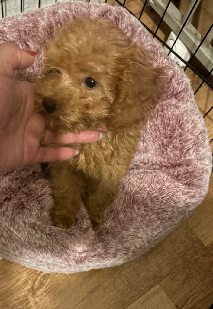 Lief klein Toy poedel teefje, Poedel, 8 tot 15 weken, Teef, Eén hond