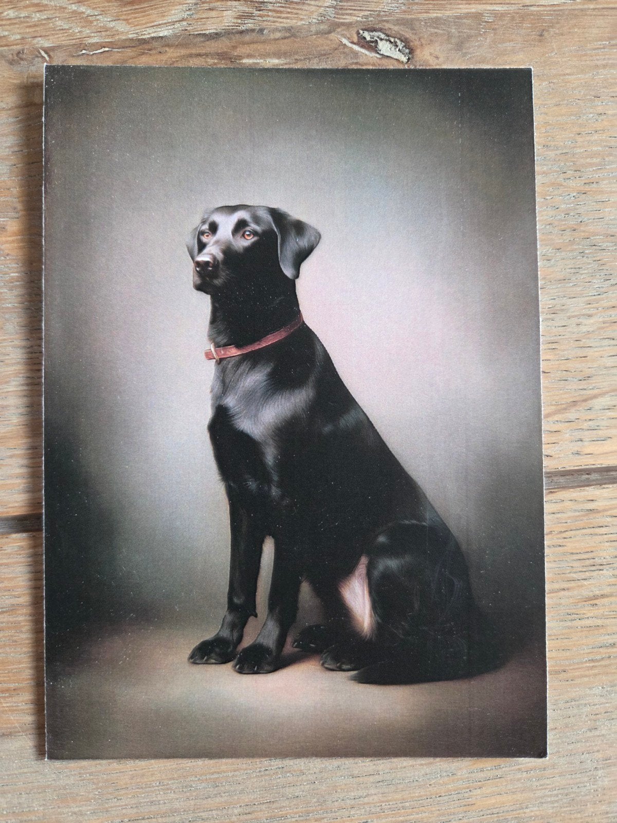 ZWARTE LABRADOR, Ophalen, Hond of Kat