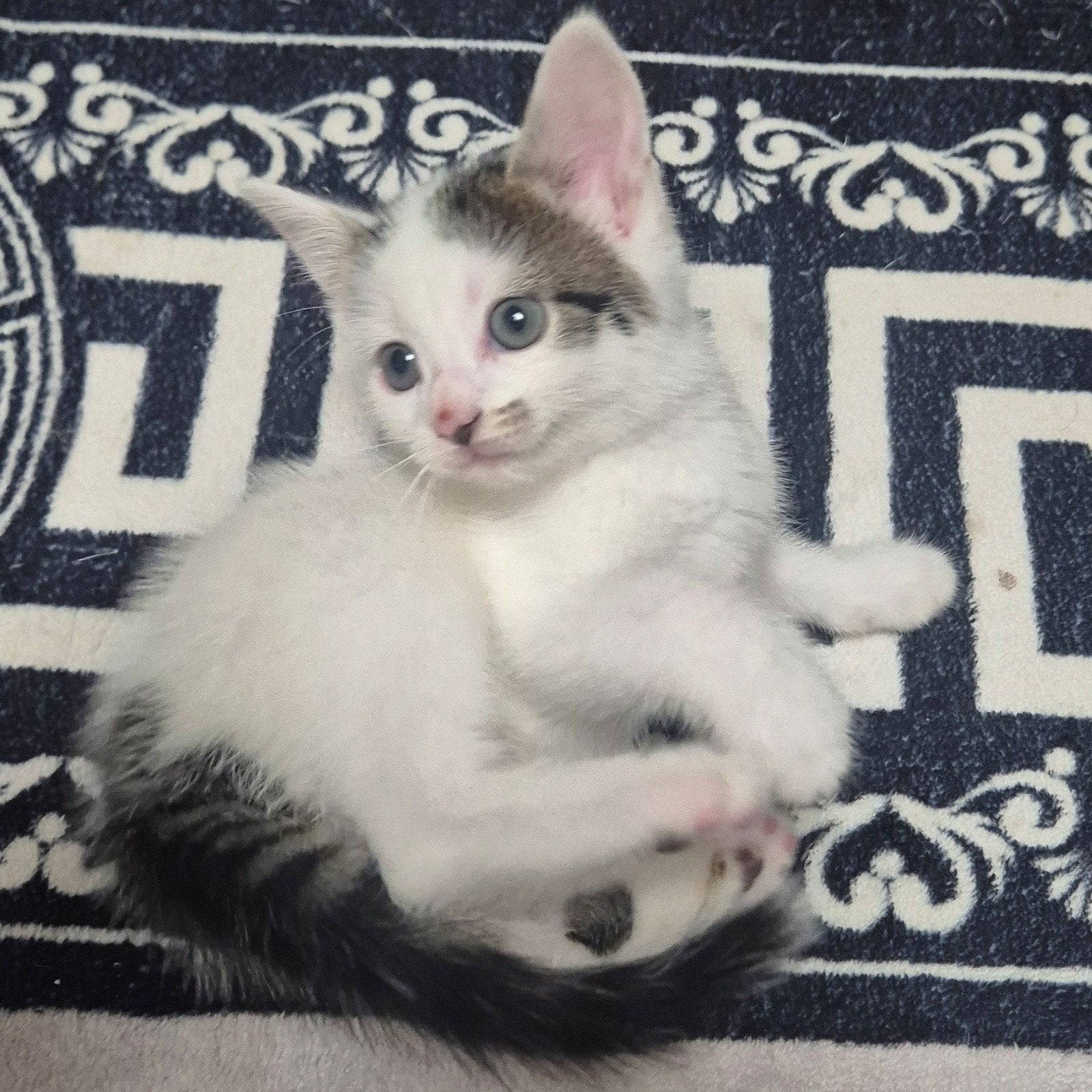 kittens