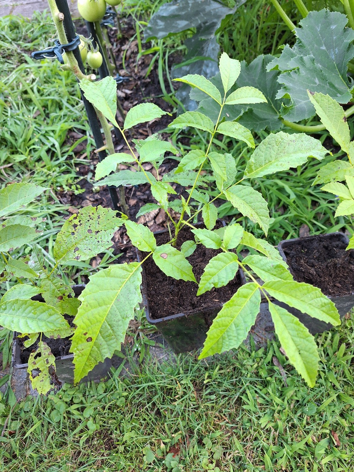 Walnotenboom, Ophalen, Volle zon, Walnotenboom, Lente
