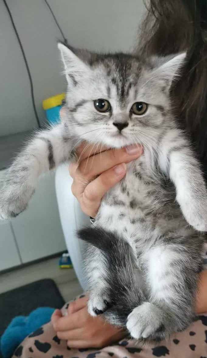 Britse Korthaar katertje, Kater, Ontwormd, 0 tot 2 jaar